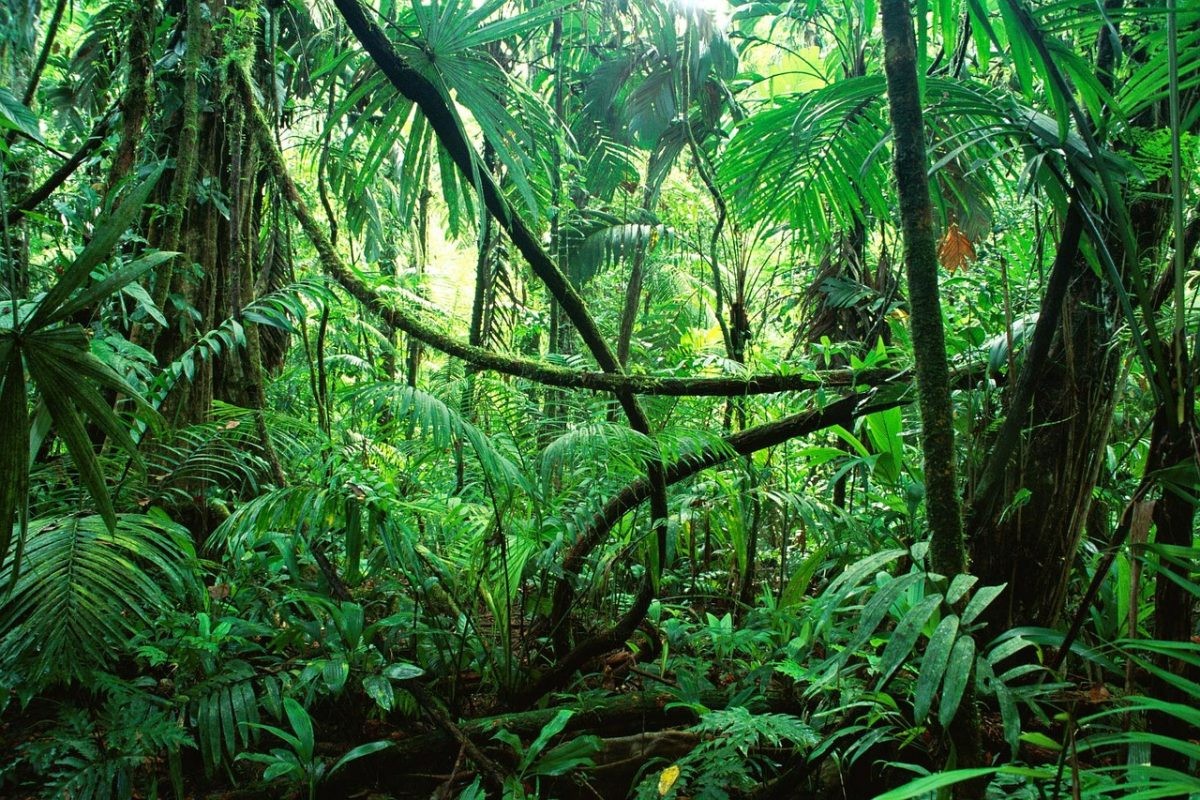 Deze man woont ruim 20 jaar volledig geïsoleerd en alleen in de jungle