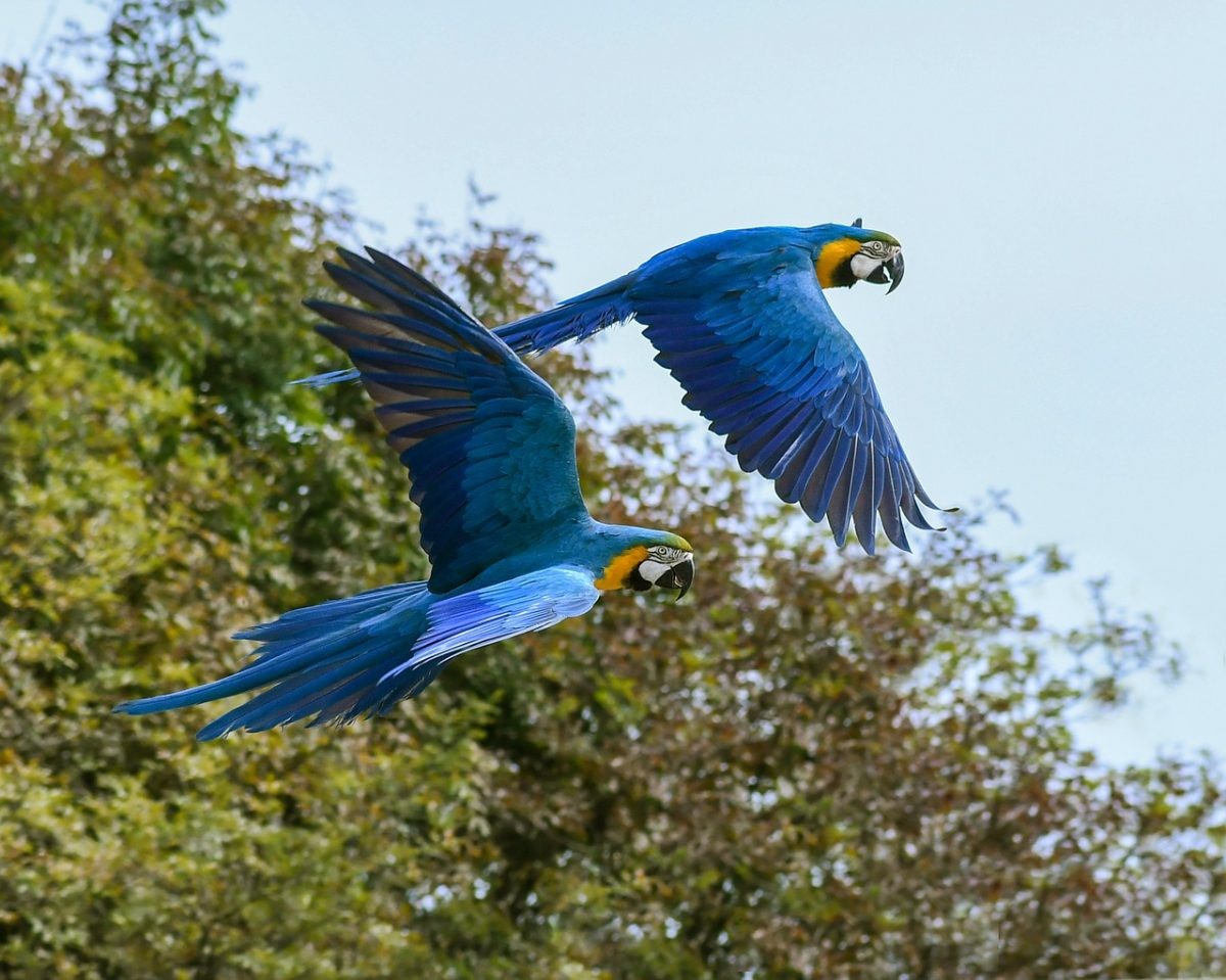 Het grootste natuurpark ter wereld ligt in Colombia