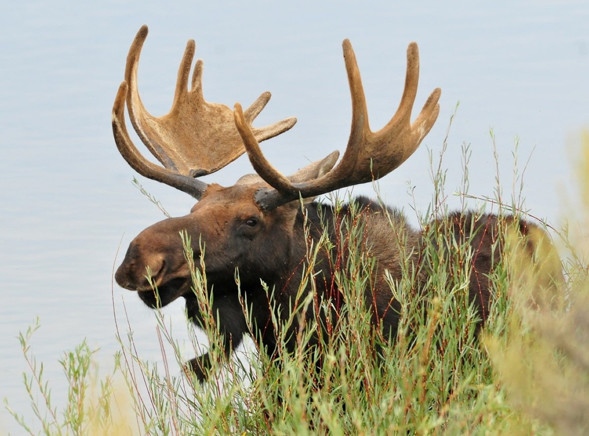 VIDEO: Een bizar grote eland loopt in de middenberm