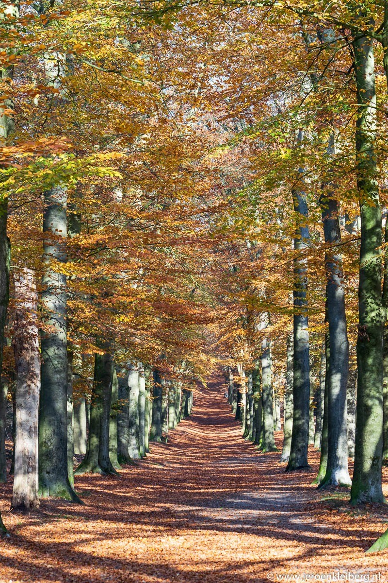Beukenlaan Let de Stigterpad