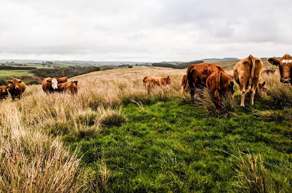Hiking the Pennine Way is fantastisch!