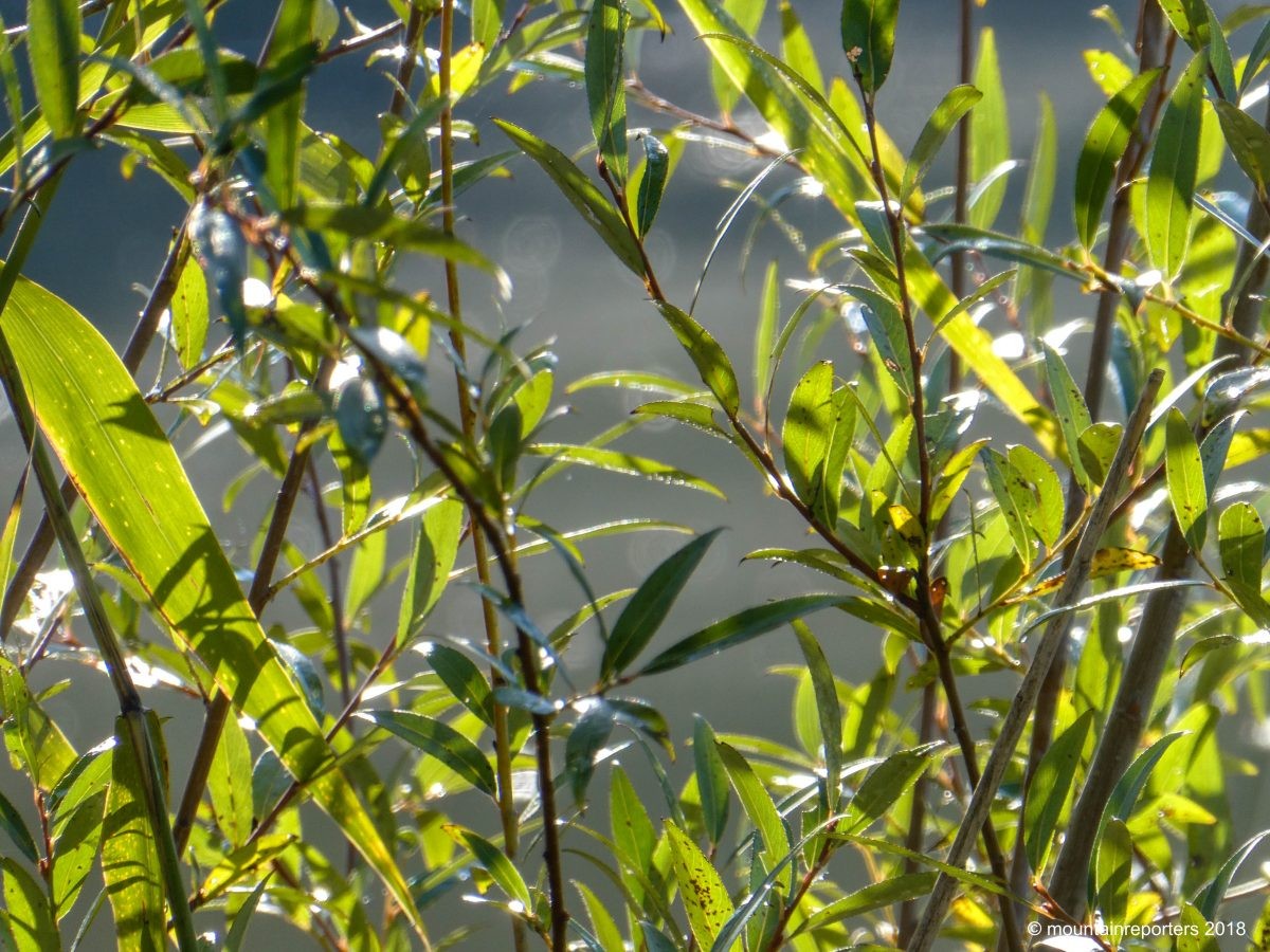 Steeds meer ongerepte natuur in Nederland