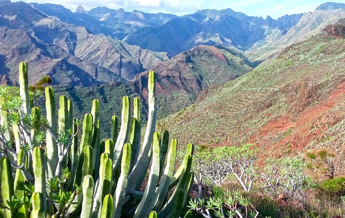 Kerst tussen cactus en palmboom: La Gomera