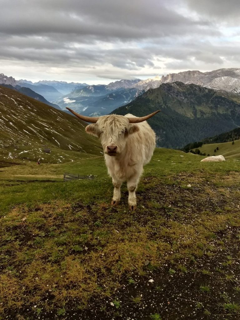 De Schotse hooglanders van de Dolomieten, ze waren niet groot maar de horens wel!. Foto: Sietske Mensing