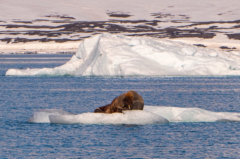 Spitsbergen walrus