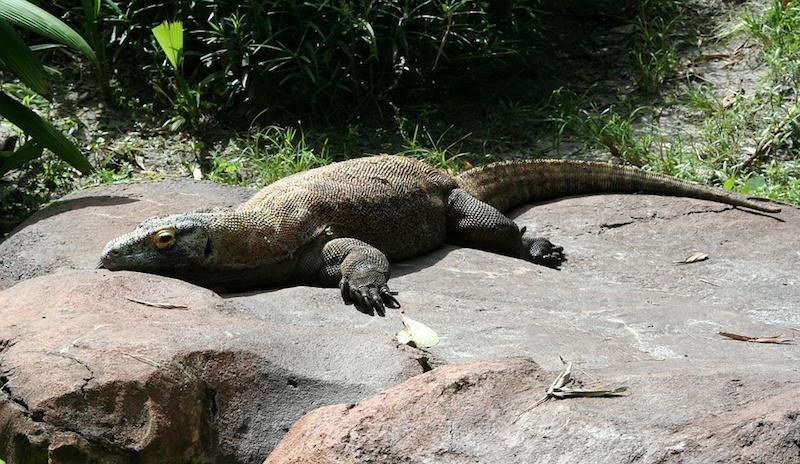 Komodo varaan
