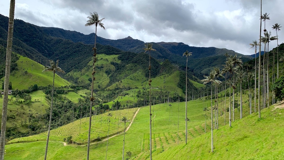 Hiken in de Cocora Vallei is een must-do in Colombia