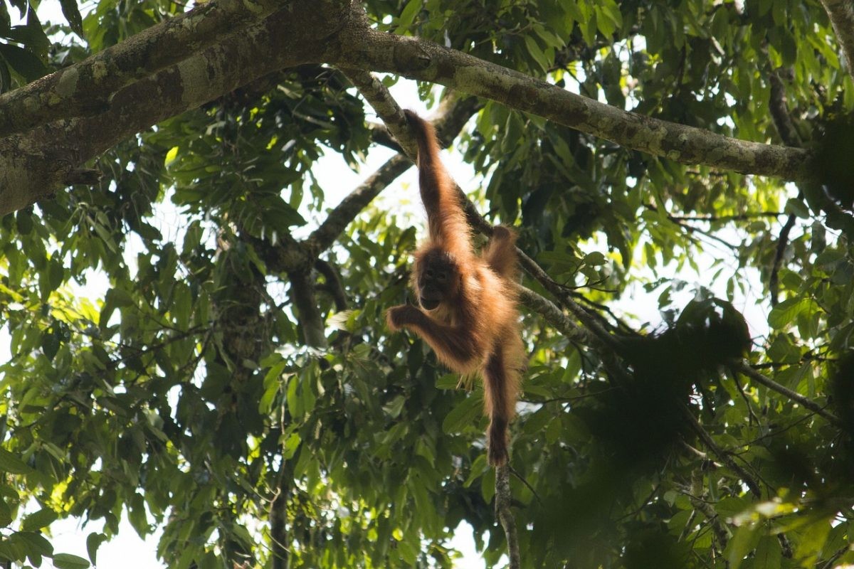 Populatie orang-oetans op Borneo gestabiliseerd