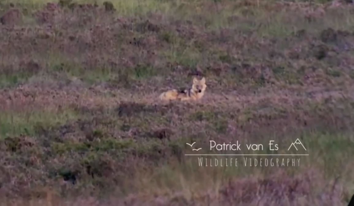 Natuurfilmer maakt video van wolvenwelpjes op de Veluwe