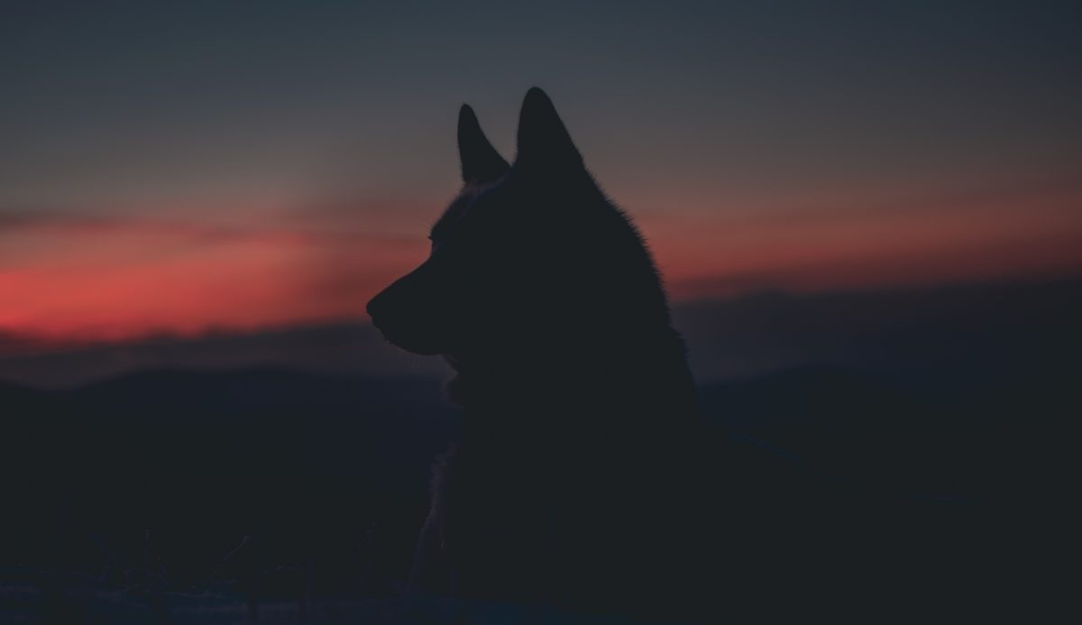 Opvallend natuurnieuws: wolf gespot in Limburg