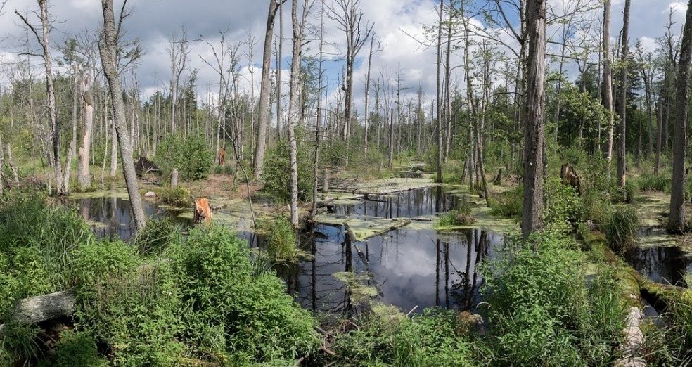 Białowieża in Polen is Best Trip volgens National Geographic