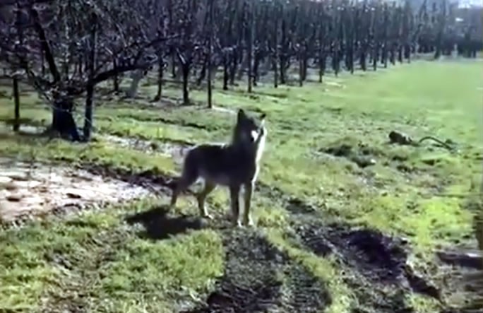 VIDEO: Wolf gesignaleerd tussen fruitbomen op de Betuwe