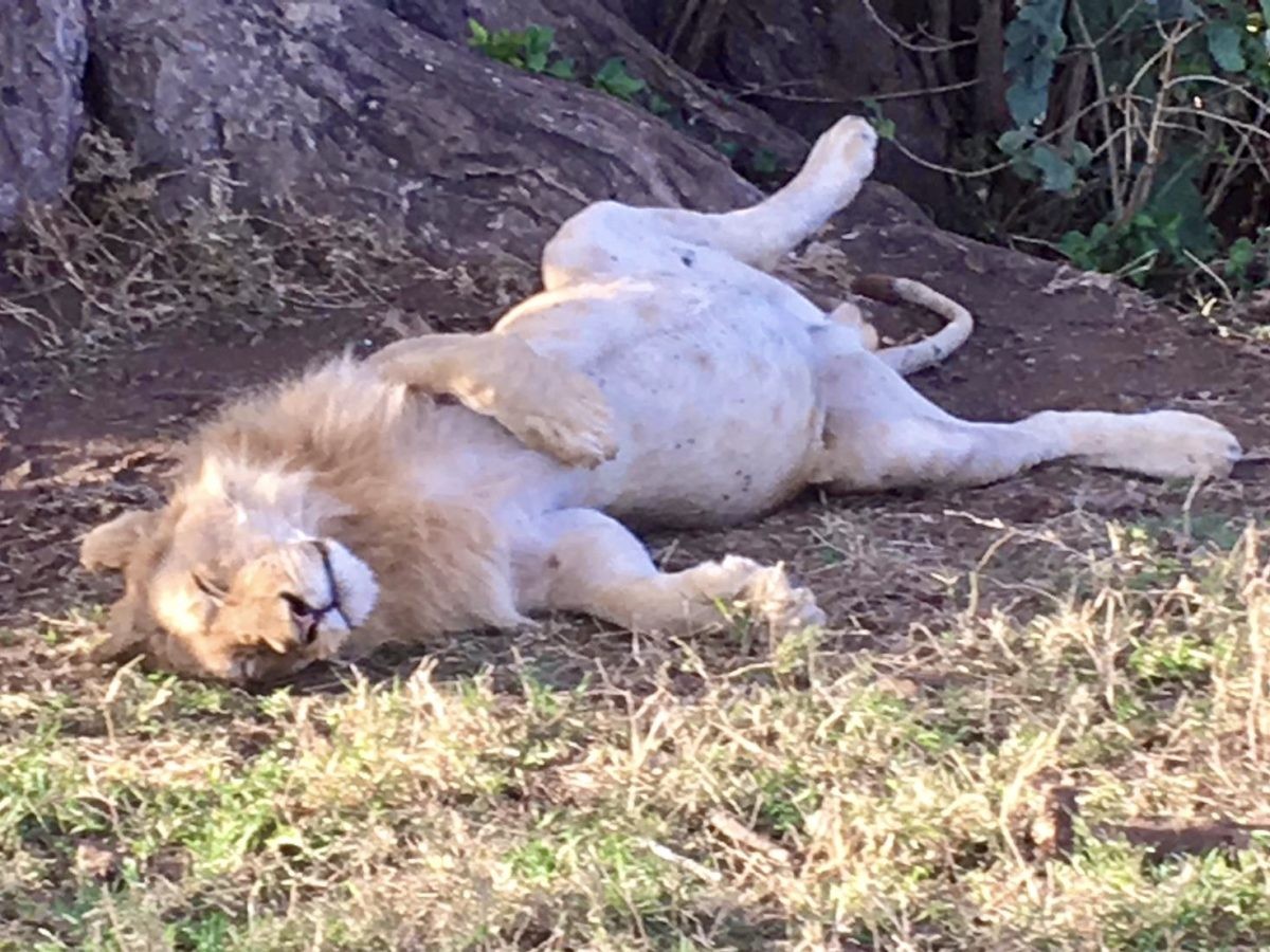 Leeuwen bezetten de weg in het Kruger Park