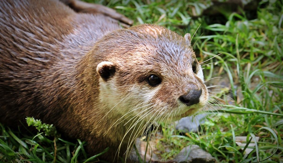 Orang-oetans spelen met otters in Belgische dierentuin