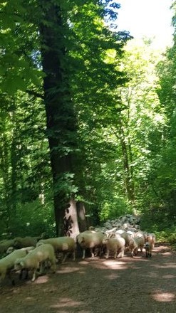 siebengebirge_30 Schapen op het pad