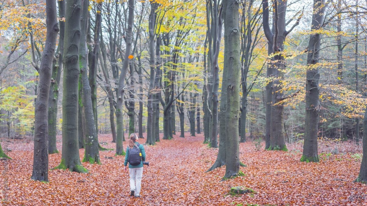 Wandelen in de bossen van Landgoed Staverden op de Veluwe